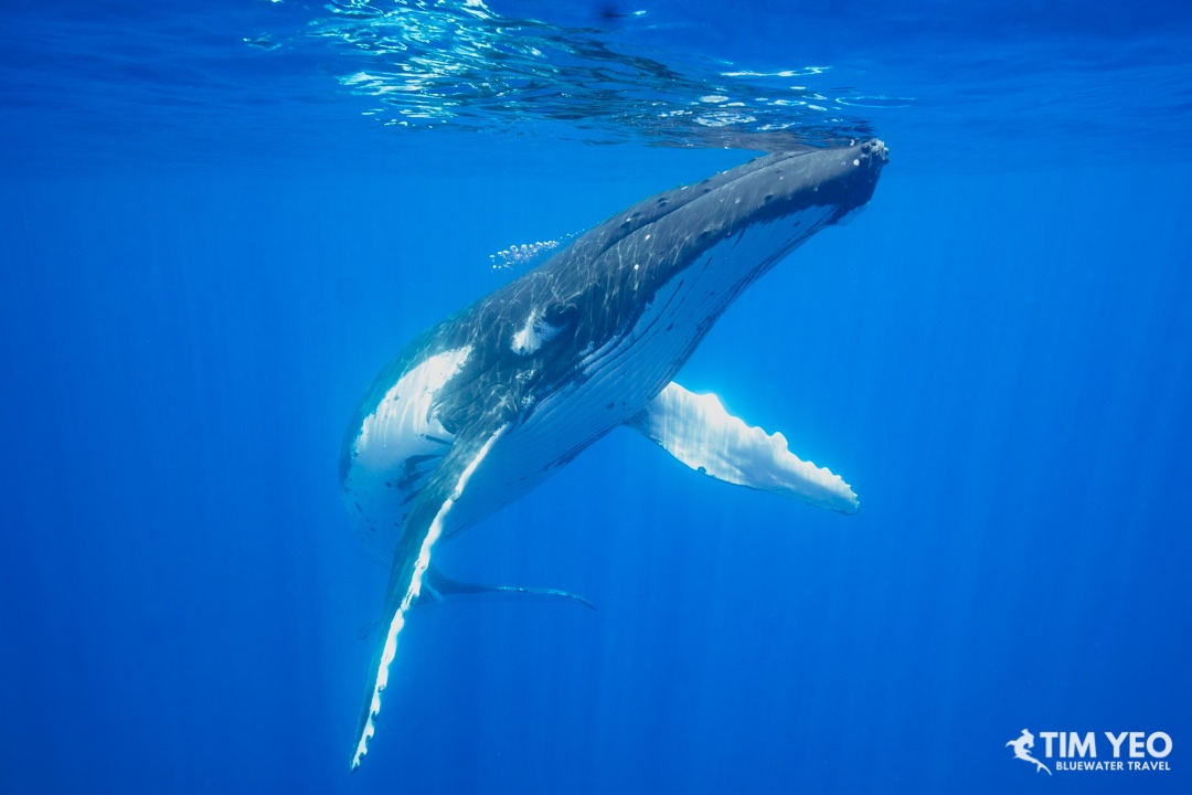 Swimming with a Whale
