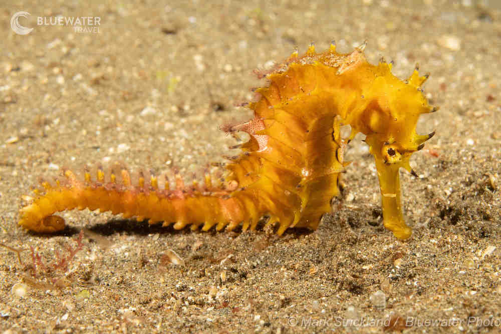 A sea horse kisses the sand